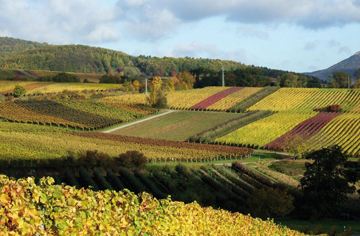 Weinberge